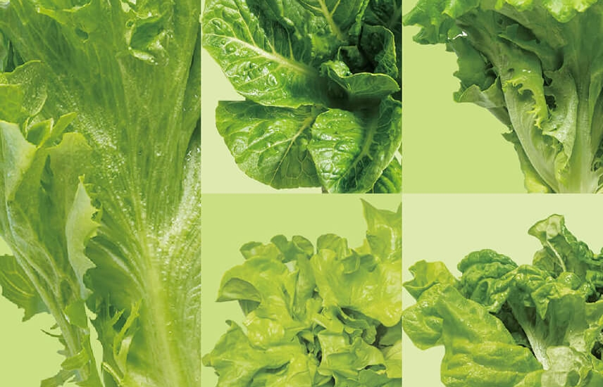 無農薬栽培・新鮮で食味豊かな5種<br>「白河レタスセット」